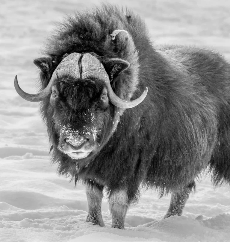 Eleox Musk Ox 2